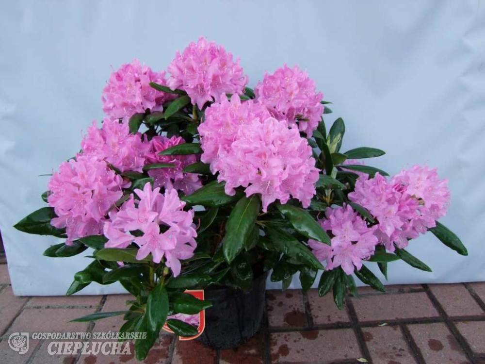 Рододендрон гибридный Розеум Элеганс